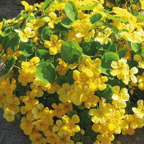 Tropaeolum majus 'Banana Cream' / 'Banana Split'