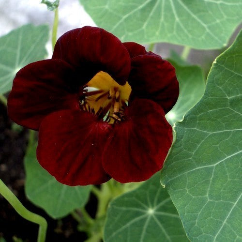 Tropaeolum nanum (Tom Thumb Type) 'Black Velvet'