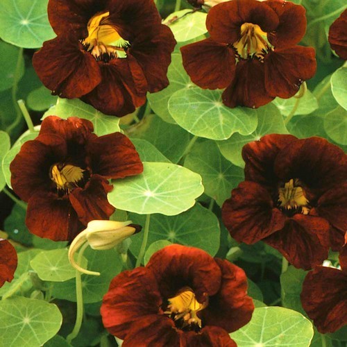 Tropaeolum nanum (Tom Thumb Type) 'Black Velvet'
