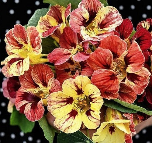 Tropaeolum minus 'Bloody Mary'