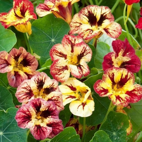 Tropaeolum minus 'Bloody Mary'