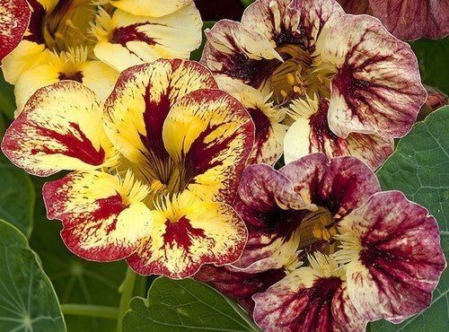 Tropaeolum minus 'Bloody Mary'