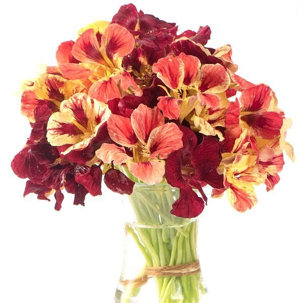 Tropaeolum minus 'Bloody Mary'