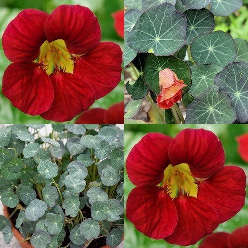 Tropaeolum majus 'Blue Pepe'