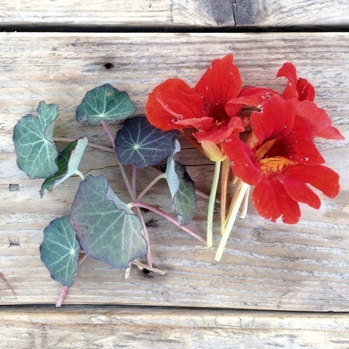 Tropaeolum majus 'Blue Pepe'