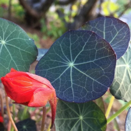 Tropaeolum majus 'Blue Pepe'