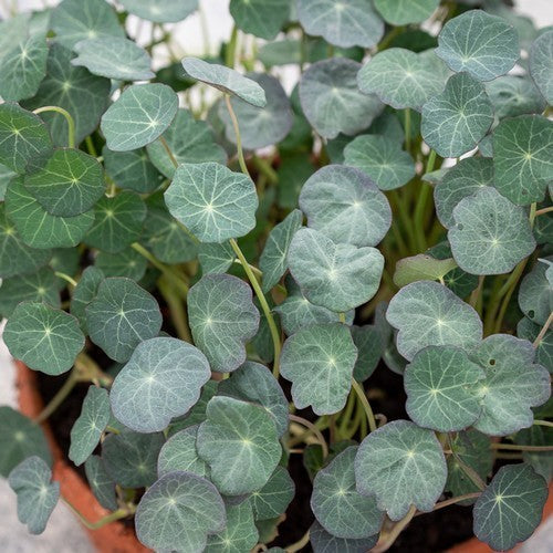 Tropaeolum majus 'Blue Pepe'