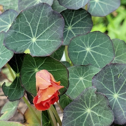 Tropaeolum majus 'Blue Pepe'
