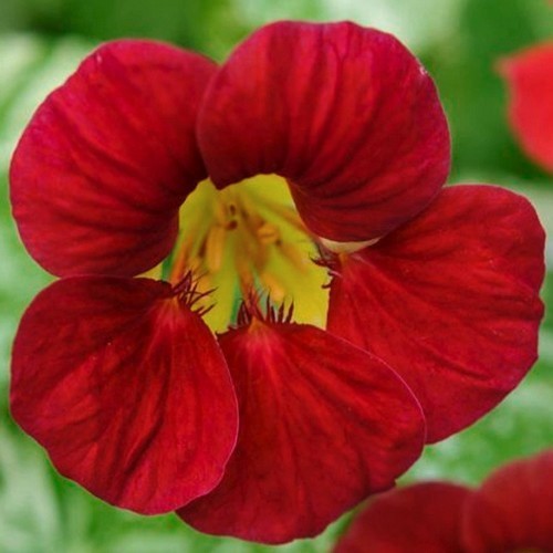 Tropaeolum majus 'Blue Pepe'