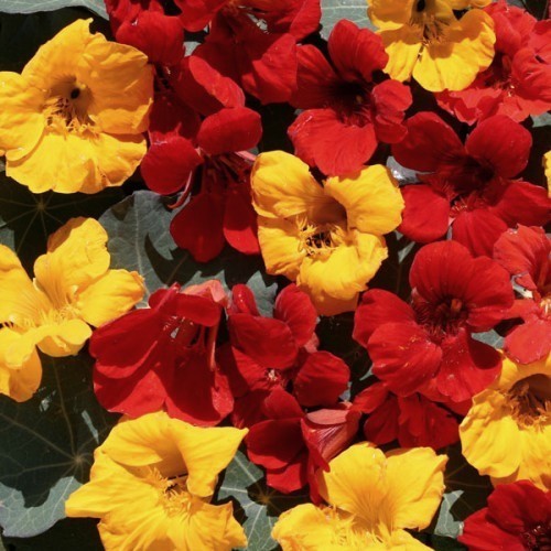 Tropaeolum nanum (Tom Thumb Type) 'Dark Leaved Mixture'