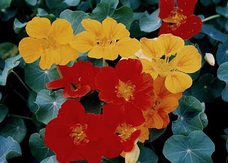 Tropaeolum nanum (Tom Thumb Type) 'Dark Leaved Mixture'
