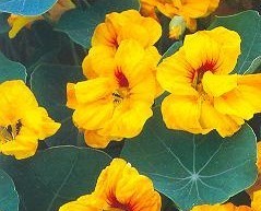 Tropaeolum majus 'Double Golden Gleam'