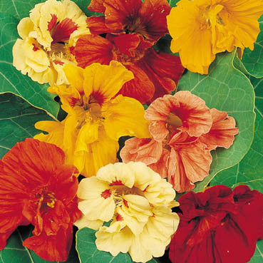 Tropaeolum majus 'Double Glorious Gleam'