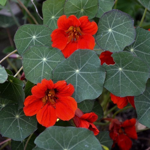 Tropaeolum nanum (Tom Thumb Type) 'Empress of India'