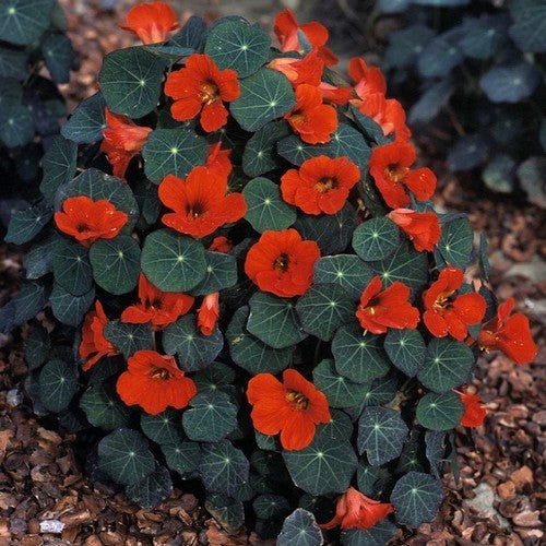 Tropaeolum nanum (Tom Thumb Type) 'Empress of India'