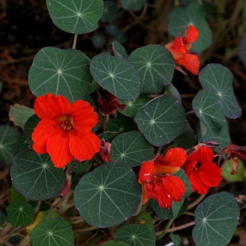 Tropaeolum nanum (Tom Thumb Type) 'Empress of India'