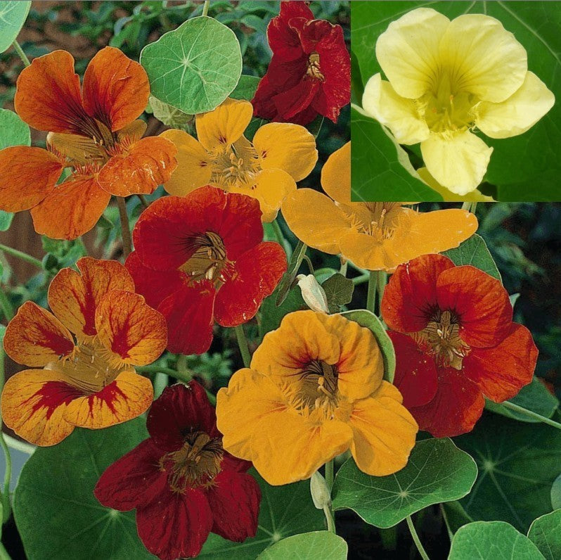 Tropaeolum majus lobbianum 'Single Mixed'