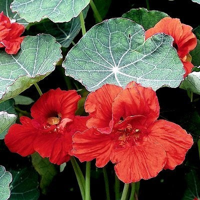 Tropaeolum nanum (Top Flowering Double Type) 'Globe of Fire'