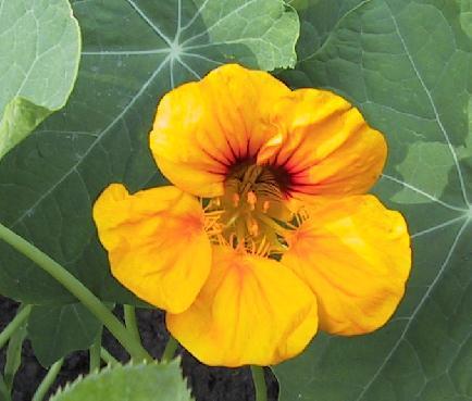 Tropaeolum nanum (Top Flowering Double Type) 'Golden Globe'