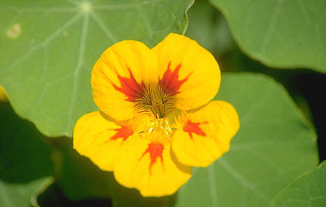 Tropaeolum nanum (Top Flowering Double Type) 'Golden Globe'