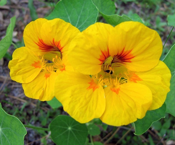 Tropaeolum nanum (Top Flowering Double Type) 'Golden Globe'