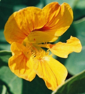 Tropaeolum nanum (Tom Thumb Type) 'Golden King'