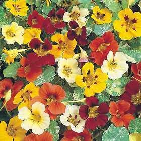 Tropaeolum majus lobbianum 'Jewel of Africa' / 'Out of Africa'