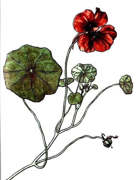 Tropaeolum nanum (Tom Thumb Type) 'King Theodore'