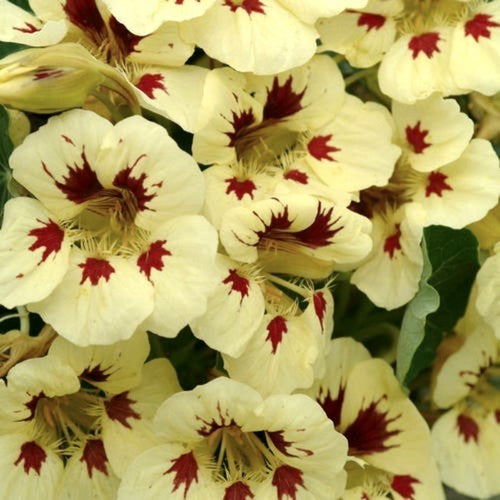 Tropaeolum nanum 'Ladybird Cream'