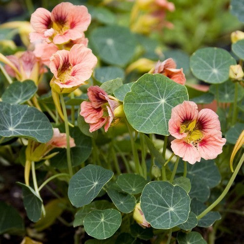 Tropaeolum nanum 'Ladybird Rose'