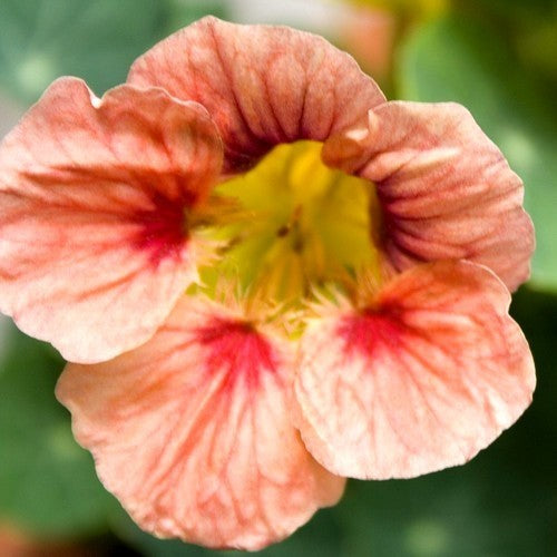 Tropaeolum nanum 'Ladybird Rose'