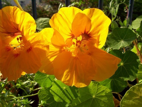 Tropaeolum majus lobbianum 'Luteus'