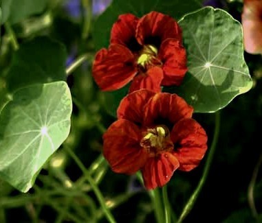 Tropaeolum majus (Double Gleam Hybrids) 'Mahogany Gleam'