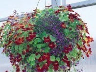 Tropaeolum majus (Double Gleam Hybrids) 'Mahogany Gleam'