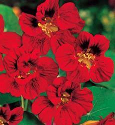 Tropaeolum majus (Double Gleam Hybrids) 'Mahogany Gleam'
