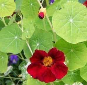 Tropaeolum majus (Double Gleam Hybrids) 'Mahogany Gleam'