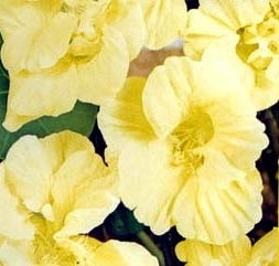 Tropaeolum majus (Double Gleam Hybrids) 'Moon Gleam'