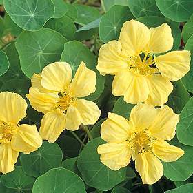 Tropaeolum majus lobbianum 'Moonlight'