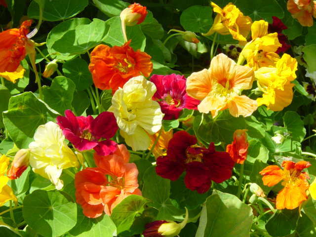 Tropaeolum nanum 'Tom Thumb Single Mixed'