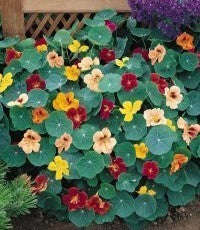 Tropaeolum nanum 'Tom Thumb Single Mixed'