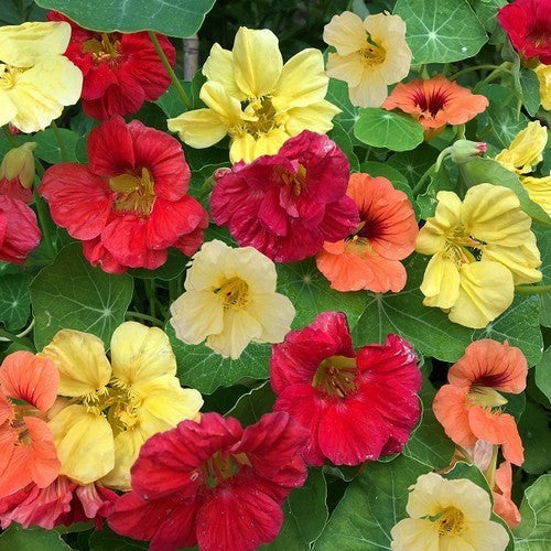 Tropaeolum majus nanum 'Field Mixture'
