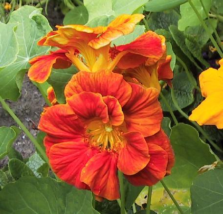 Tropaeolum majus (Double Gleam Hybrids) 'Orange Gleam'
