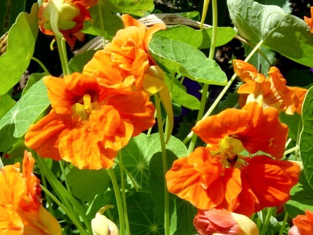 Tropaeolum majus (Double Gleam Hybrids) 'Orange Gleam'