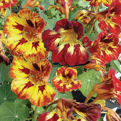 Tropaeolum nanum 'Orchid Flame'