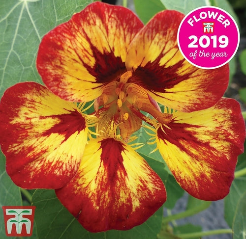 Tropaeolum nanum 'Orchid Flame'