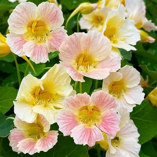 Tropaeolum nanum 'Pink Blush' / 'Tip Top Pink Blush'