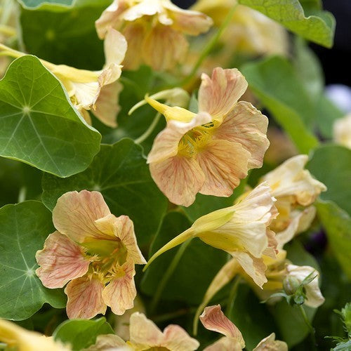 Tropaeolum nanum 'Pink Blush' / 'Tip Top Pink Blush'