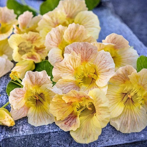 Tropaeolum nanum 'Pink Blush' / 'Tip Top Pink Blush'