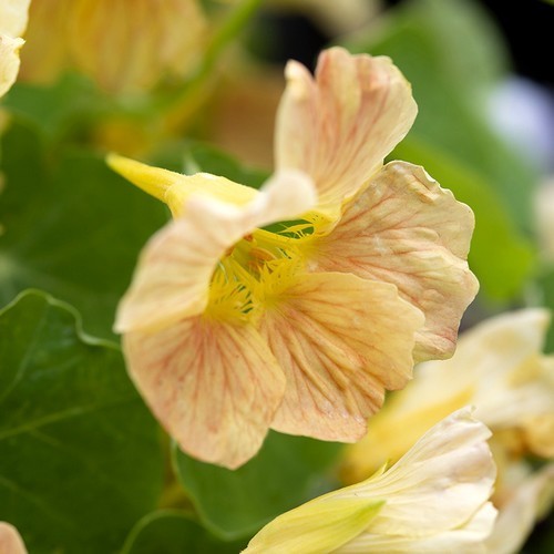 Tropaeolum nanum 'Pink Blush' / 'Tip Top Pink Blush'