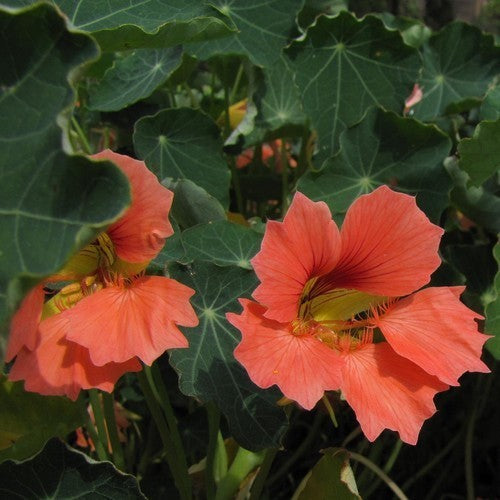 Tropaeolum nanum 'Punky Pink'